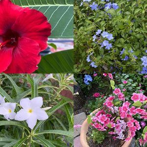 Meet your Posher, Elva